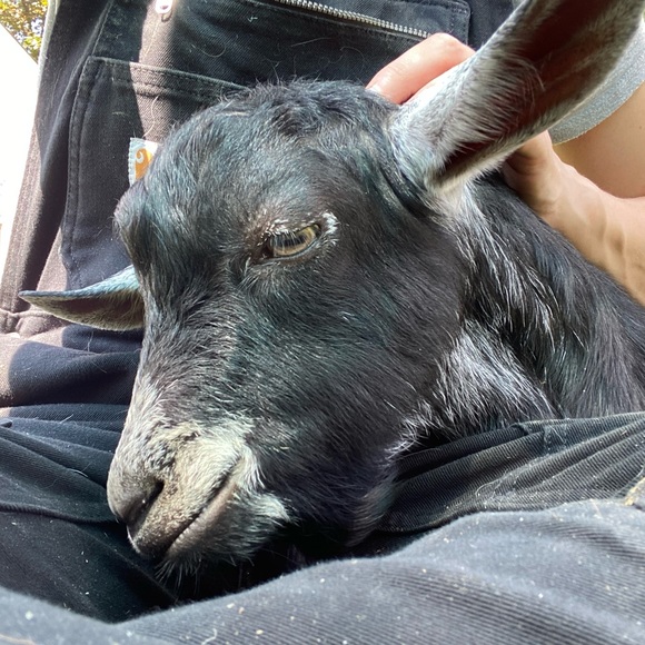 Meet your Posher, JJ - Picture 5 of 7